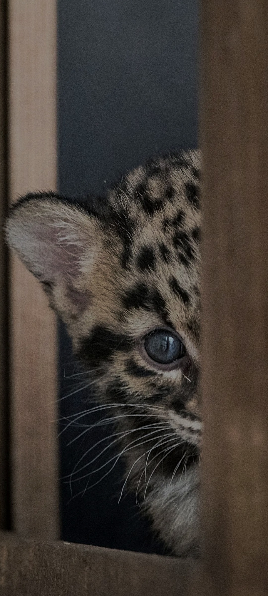 Profil de Nemanja, 39 ans, Rencontre Mature à Sassel